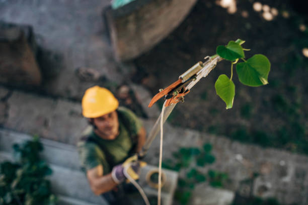 Leaf Removal in Lordstown, OH