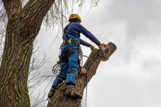 Reliable Lordstown, OH  Tree Services Solutions